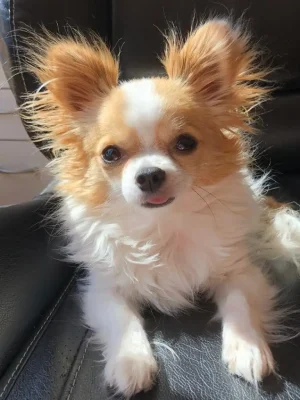 From the President of A to Z Remodelers & Builders